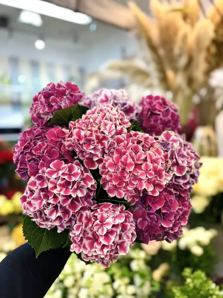 Bouquet de fleurs à  Aix-en-Provence