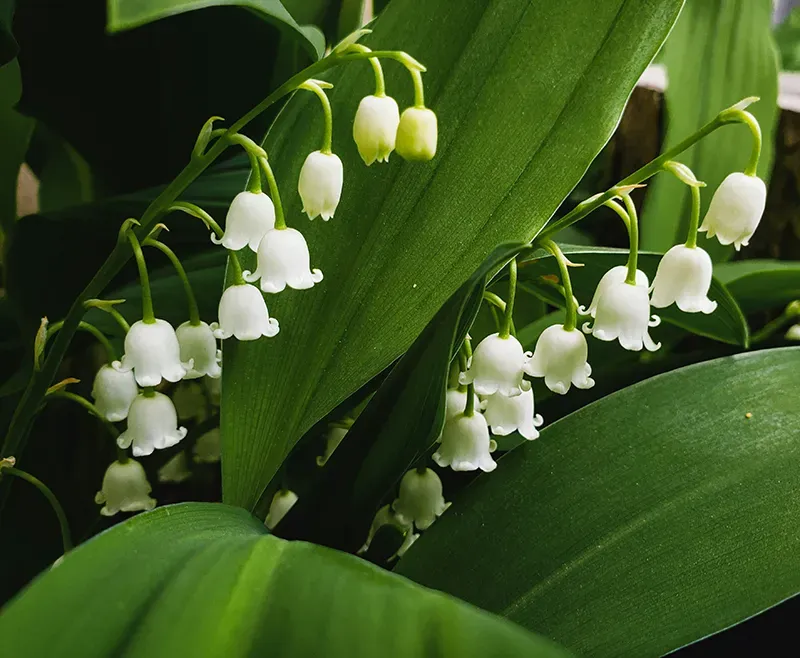 Muguet